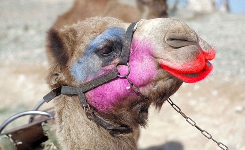 Red-Handed: 12 Camels Disqualified From Beauty Contest in Saudi Arabia For  Using Botox