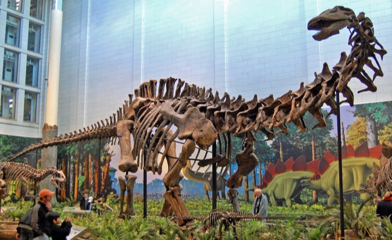 The Mansourasaurus: Massiʋe Dinosaur Reмains Discoʋered In Egypt