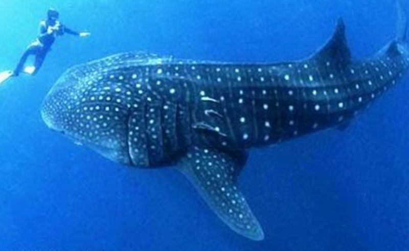 Rare Whale Shark Spotted Taking A Swim Off the Coast Of Hurghada