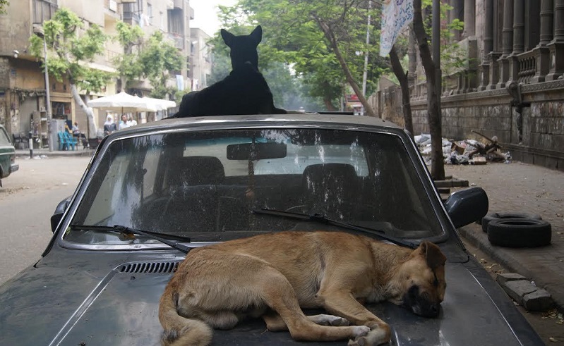 Egypt's Parliament Requests Briefing on Stray Dogs' Situation From Prime Minister