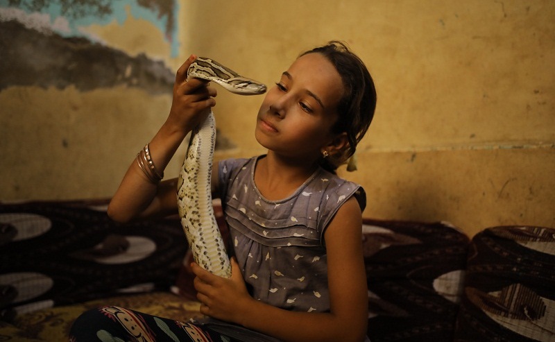 A Day in the Life of an Egyptian Snake Wrangler