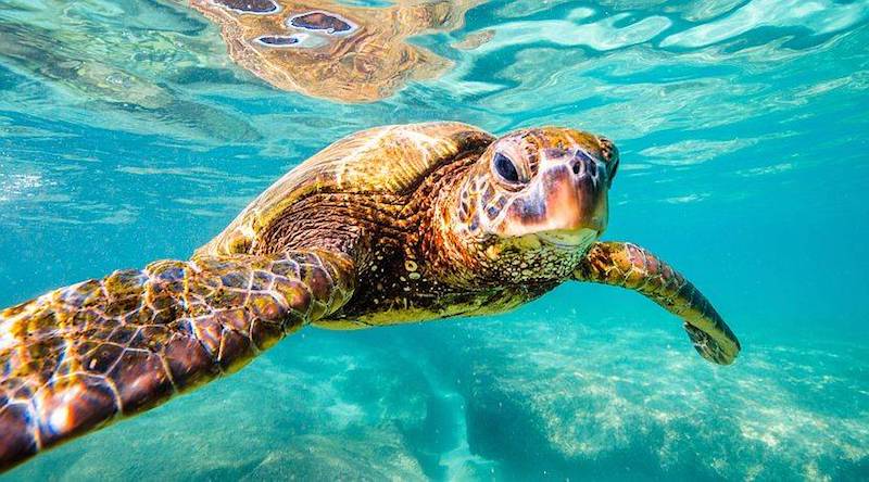 The Group Saving Egypt's Endangered Turtles