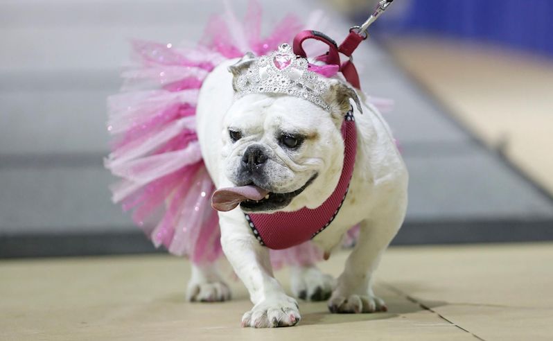 Dog beauty pageant Egypt