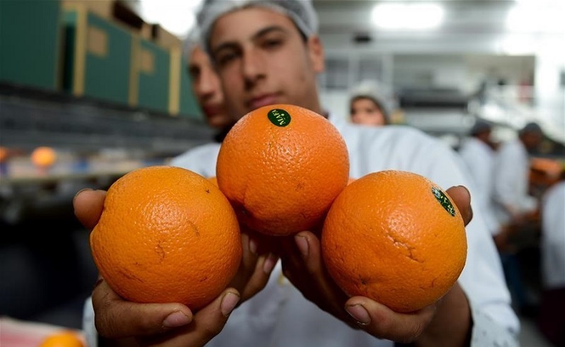 Egypt to Overtake Spain as World's Largest Orange Exporter in 2019