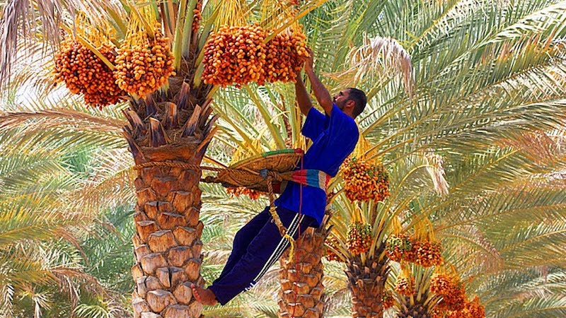 Egypt to Build its Biggest Date Plantation with 2.5 Million Palm Trees