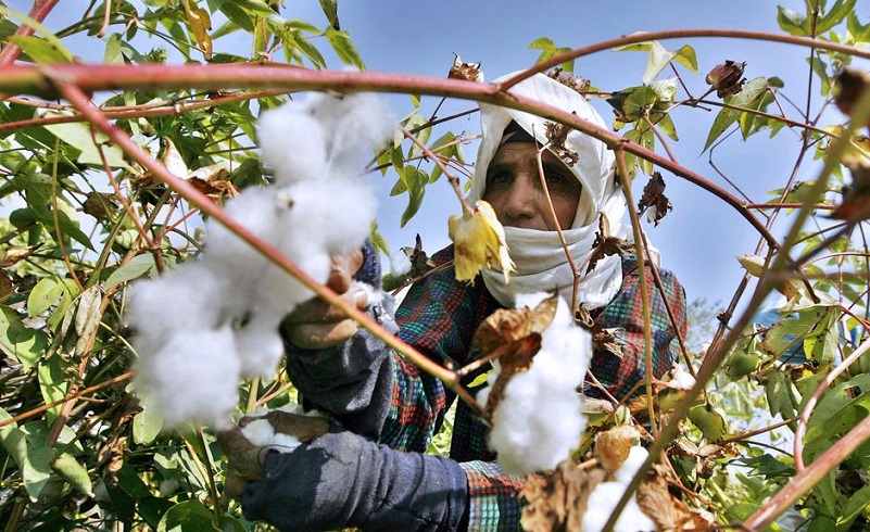 Egypt's Cotton Exports Increase by 218.8% in Third Quarter of Agricultural Year