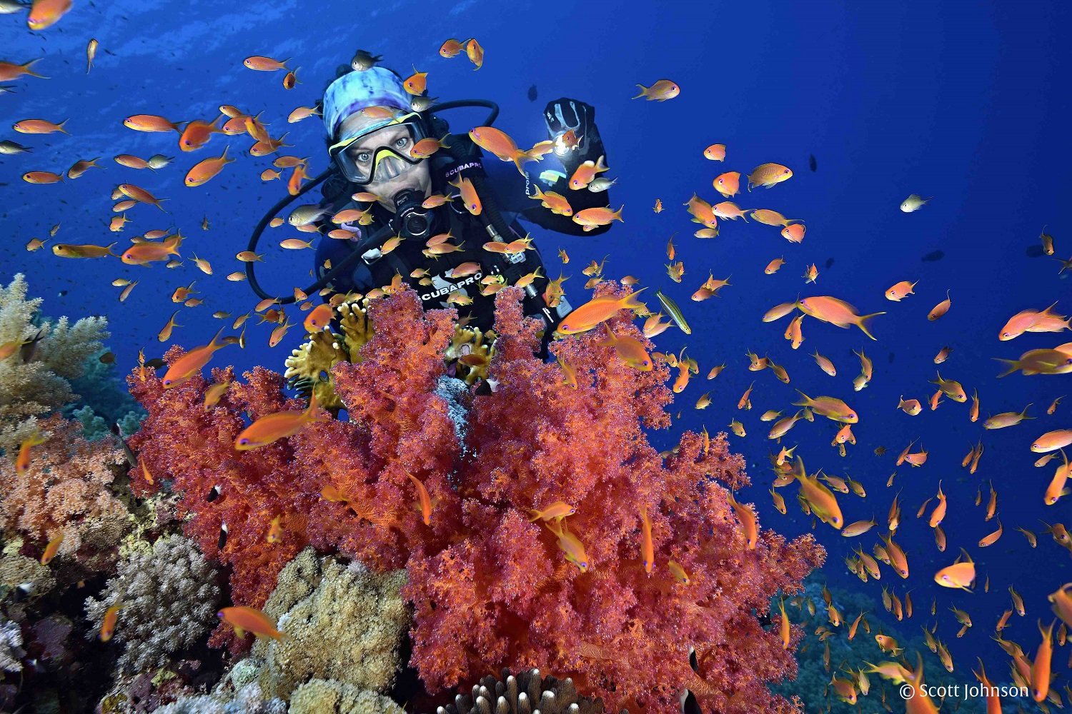Egypt to Adopt ‘Green Fins’ International Environmental Standards for Preservation of Coral Reefs