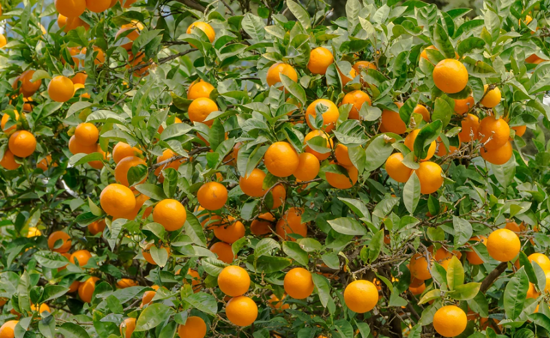 Cairo Oranges