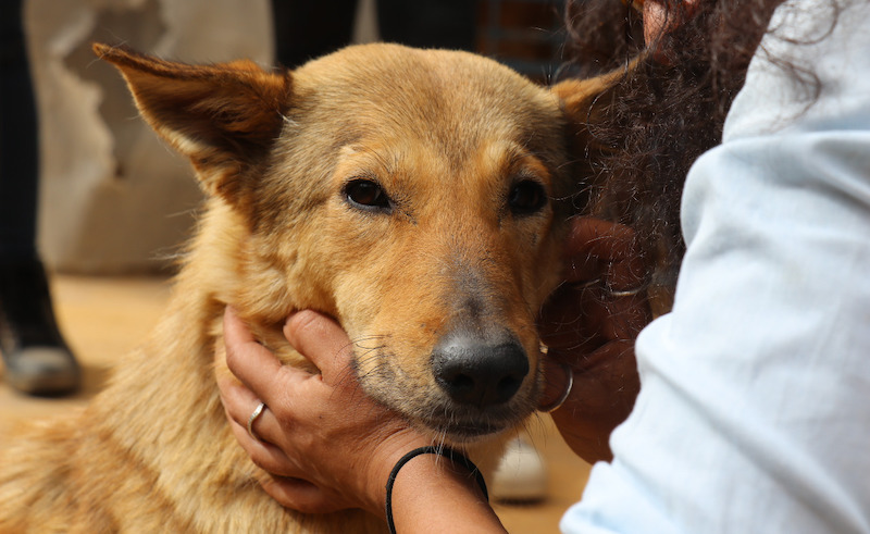 Dogs make up a huge portion of Egypt's stray animals.