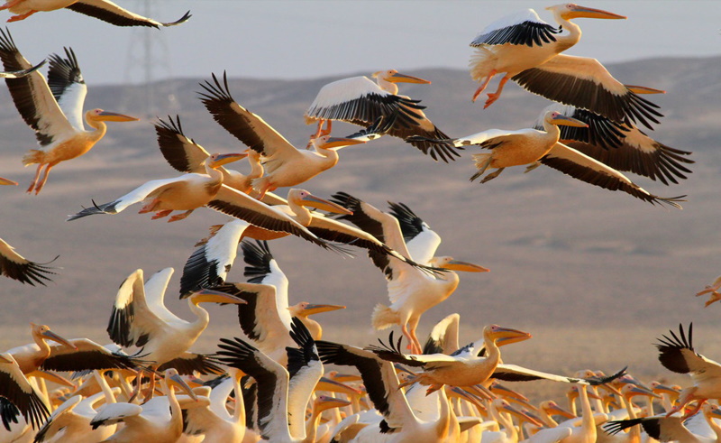  Different Species of Birds Rest on Red Sea Beaches Due to Lack of Human Disturbance