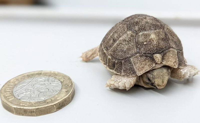 Endangered Egyptian Tortoise the Size of a Coin Born in Welsh Zoo