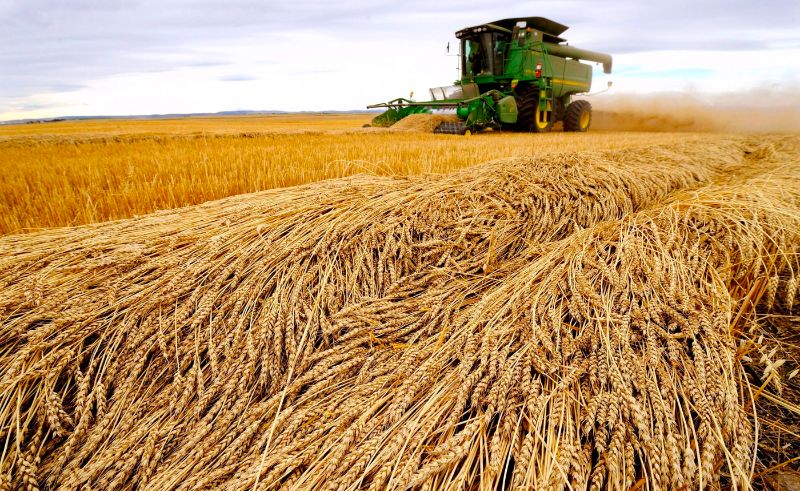 Ministry of Agriculture to Test New Wheat Mutations Next August