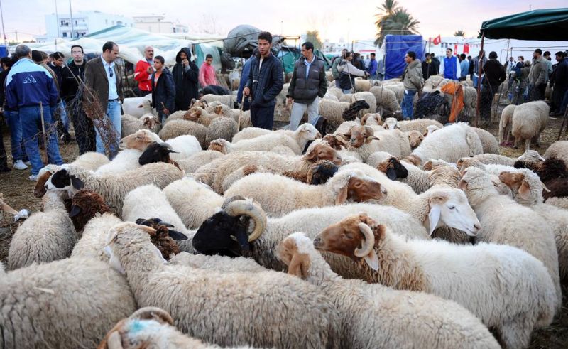 Giza Implements EGP 10k Fine for Street Animal Slaughter During Eid