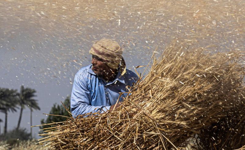 Egypt Secures USD 500M in Wheat Financing to Enhance Food Security