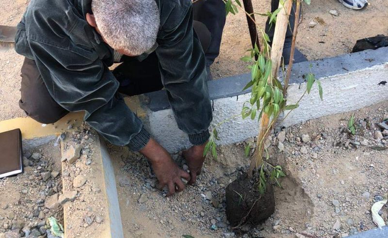 Ministry of Environment Plants 4,400 Trees in Cairo's Shaq El-Tha'ban