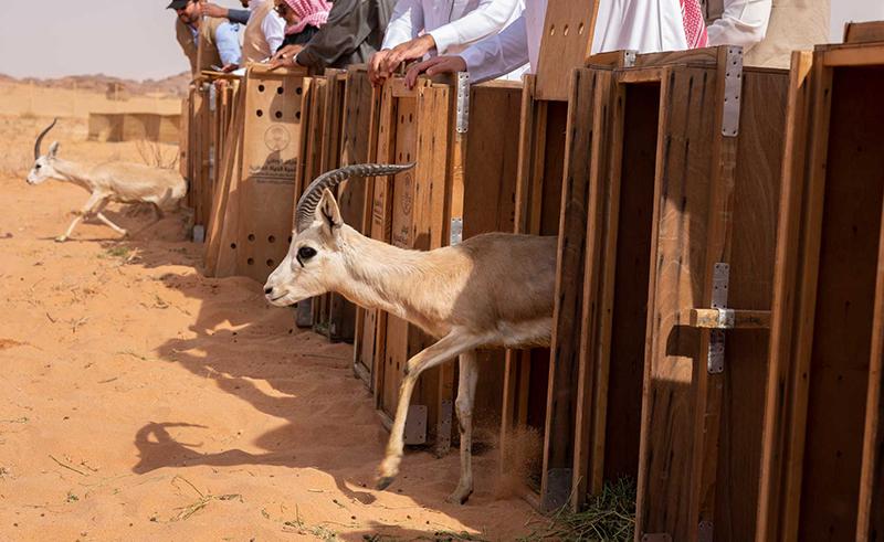 85 Endangered Animals Released Into Saudi’s Biggest Nature Reserve