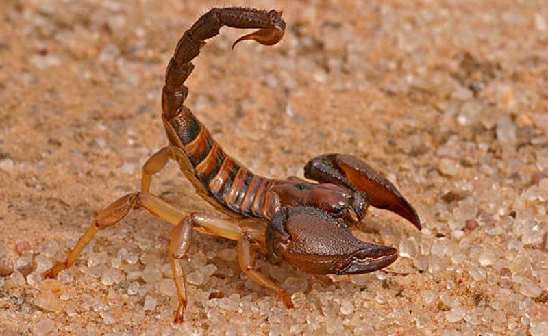 New Scorpion Species Discovered in Saudi Arabia