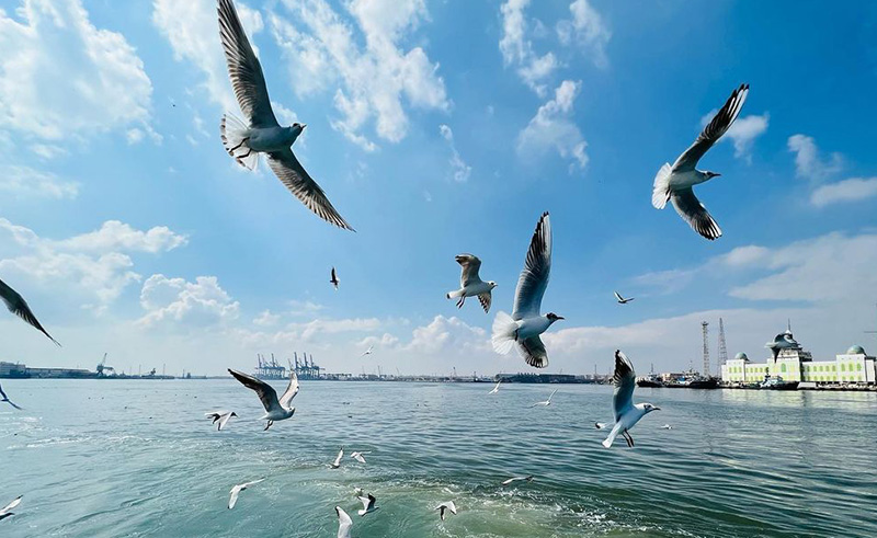 Port Said Bird-Watching Festival Takes Flight