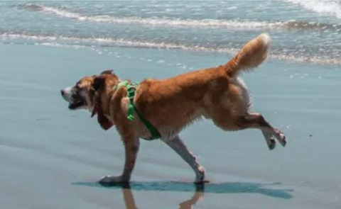 Dubai’s First Beach Park for Dogs Opens at Dubai Islands Beach