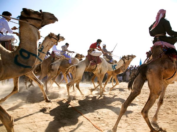Camel Races Take Over Luxor