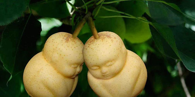 Mmmmmmmmmm Pear Babies?