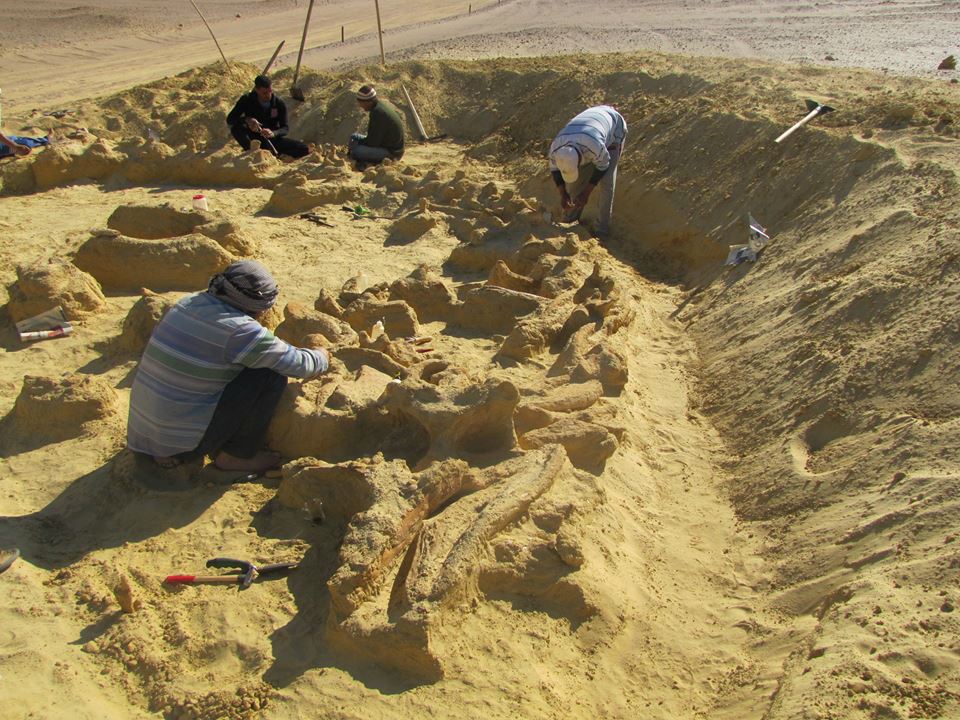 Fossil of Whale Inside Whale Inside Giant Shark Unearthed in Egypt