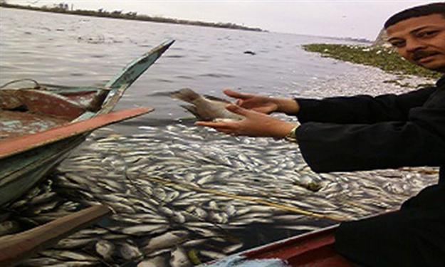 Dead Fish Rise on the Nile