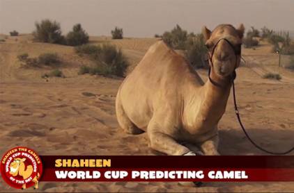 Camel To Pick World Cup Winners
