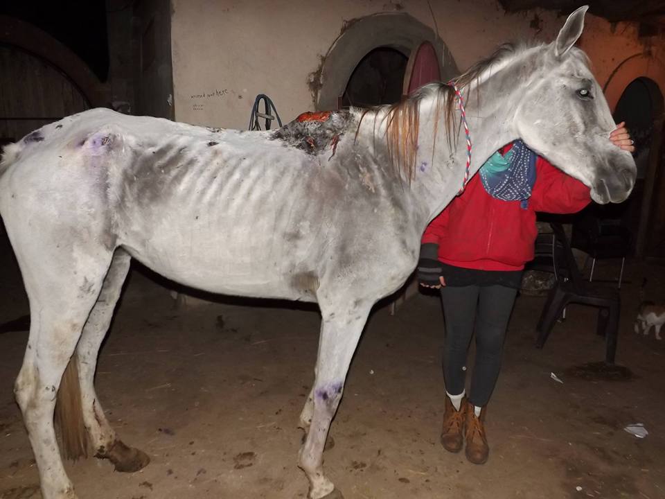 Egypt: Where Donations Can Lead to Further Animal Abuse