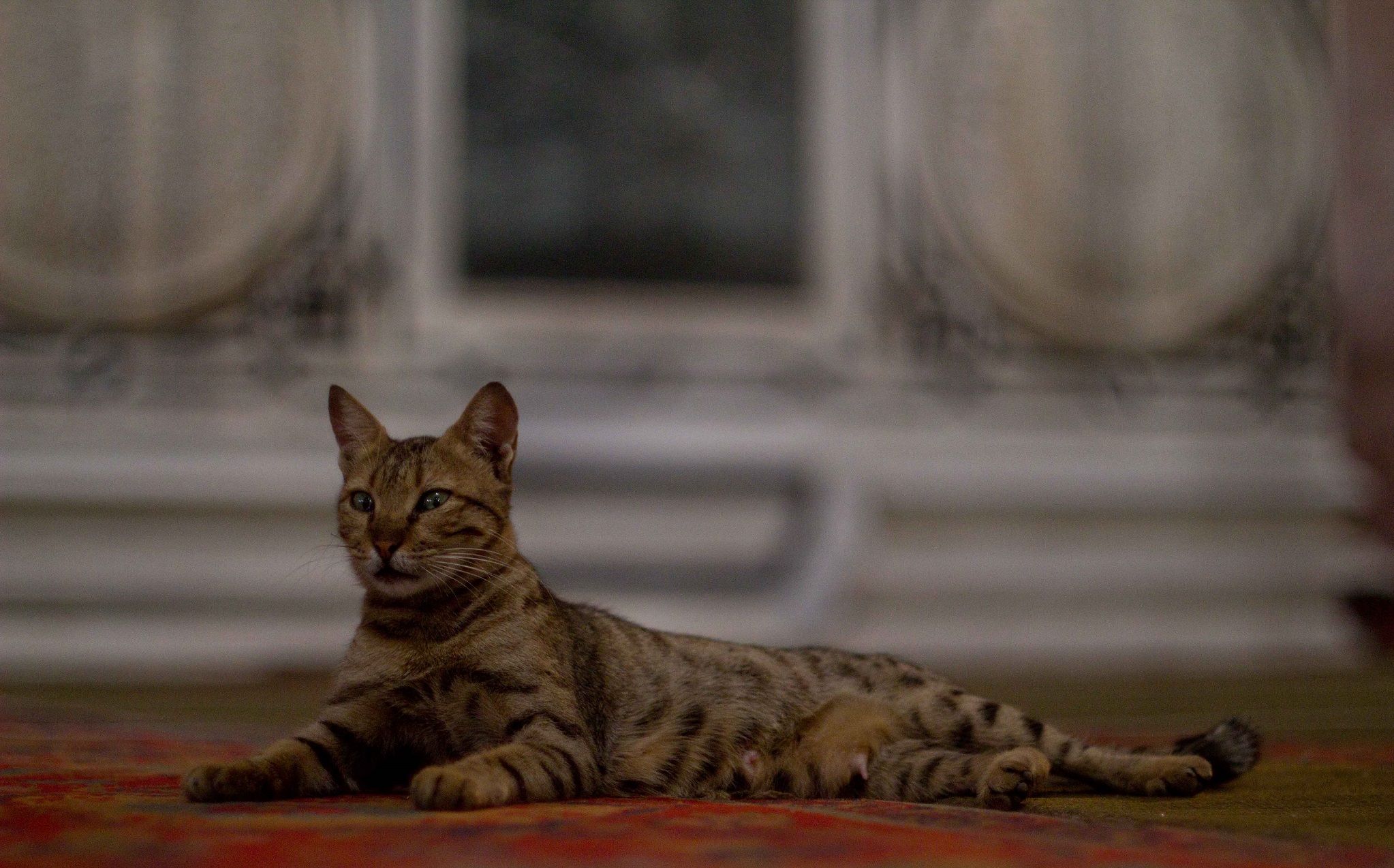 The History of Cats In Cairo Part II: Cats In Islam