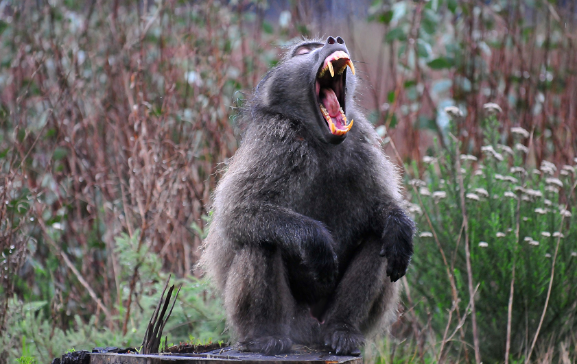 Starved Baboons at Egyptian Zoo Resort to Cannibalism