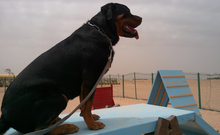 Saudi Police Arrests Two People for Organising a Dog Pageant