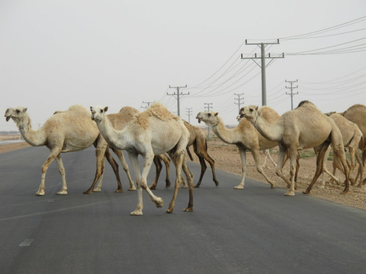 NSFW: Camels Cause Deadly Accident on Alamein Road