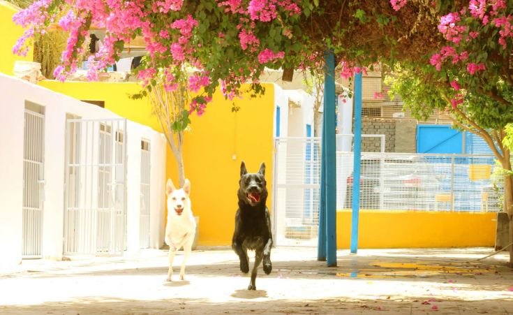 Kelabi Boarding Facility: Because Egypt's Dogs Deserve Vacations Too
