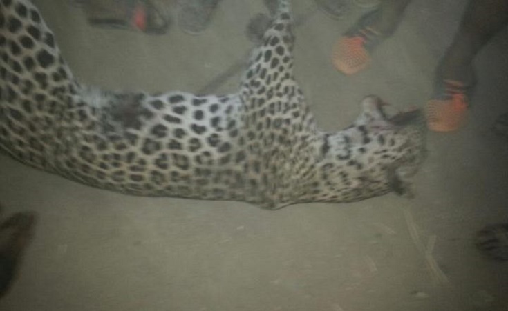 Leopard Escapes Farm and Kills 9-Year-Old Girl on Giza Outskirts