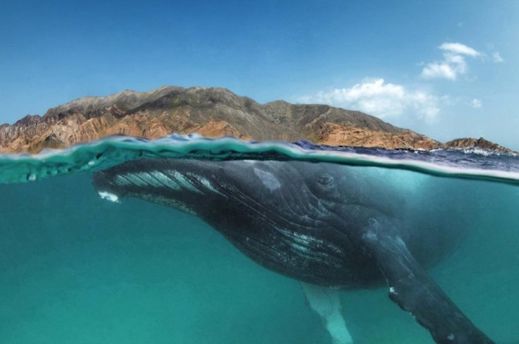 VIDEO: Humpback Whale Spotted in the Red Sea