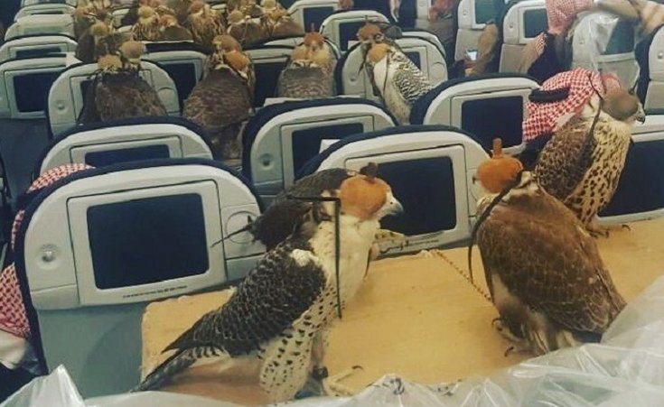 Saudi Prince Takes His 80 Falcons Aboard A Qatar Airways Flight