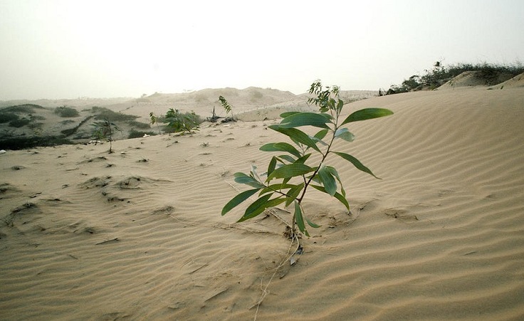 Egyptians Ingeniously Create Biofuel Using Sewage Water and Desert Trees