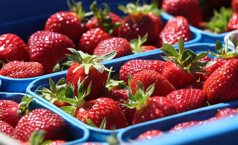 In an Epic Turn-Around, Egyptian Strawberries Deemed the 'Queen of Berries' in the Gulf