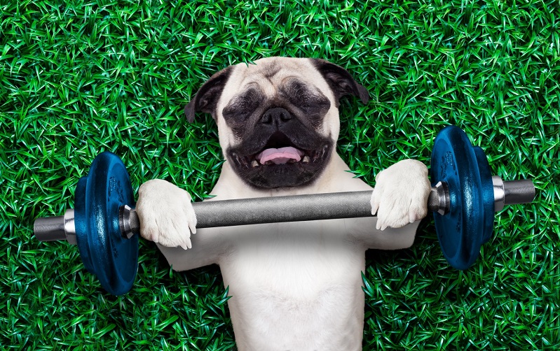 Eastwind Just Opened a New Dog Gym For Exercise and Doggy Networking