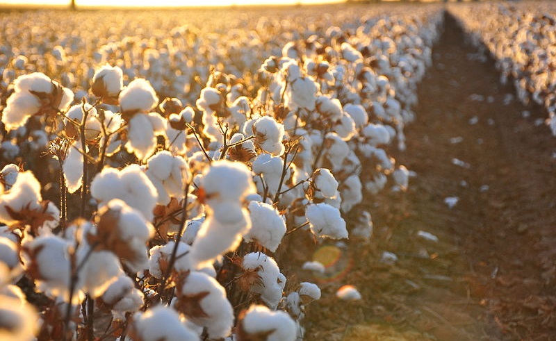 Egypt’s Famed Cotton Industry Seeing a Massive Recovery; Exports up Nearly 20 Percent in 2017
