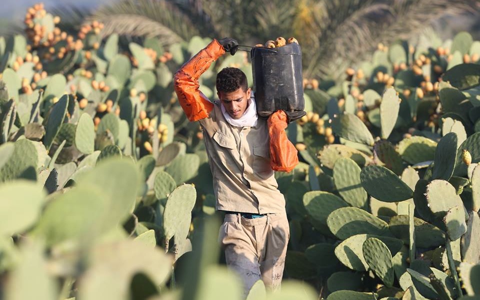 Egyptian Photographer Captures the Life of Prickly Pear Harvesters in 8 Stunning Photos