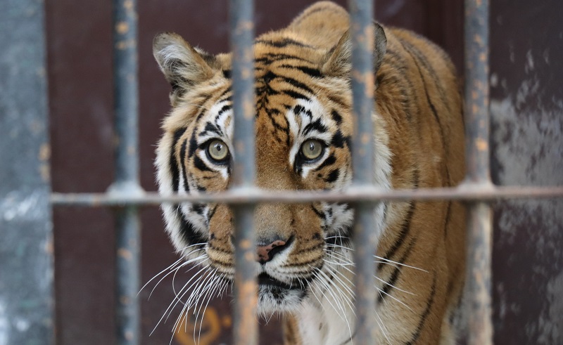 There's a New Campaign Aimed at Rescuing The Giza Zoo