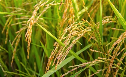 Nile Valley Pilot Project Grows 15 Feddans of Drought-Resistant Rice