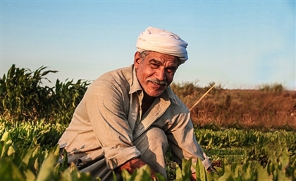UN Tags Upper Egypt Development Program for Best Sustainable Practices