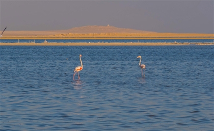 National Project to Restore Fayoum's Lake Qarun is Underway