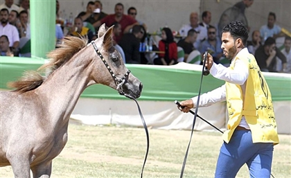 Arabian Horse Festival Trots Into Sharqia on September 30th