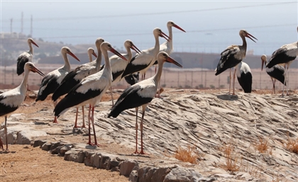 Egypt Shuts Down Wind Turbines to Protect Migrating Birds