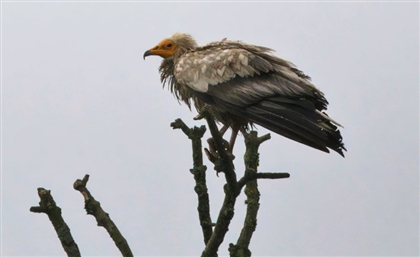 Rare Egyptian Vulture Spotted in Ireland