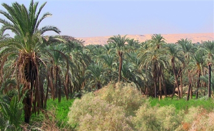 Date Palm Farms in New Valley to Raise Money for Orphans